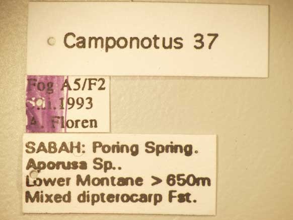 Camponotus 37 Label