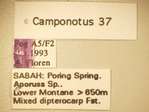 Camponotus 37 Label