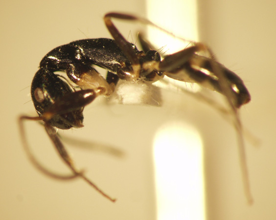 Camponotus 37 lateral