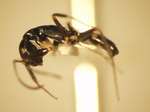 Camponotus 37 lateral