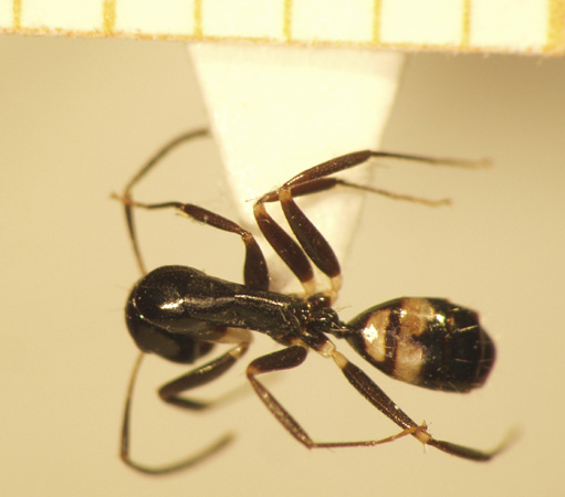 Camponotus 37 dorsal