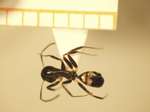 Camponotus 37 dorsal