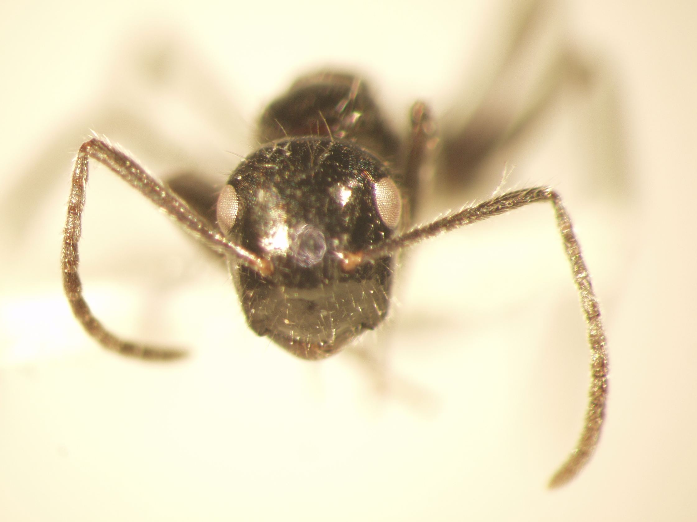 Camponotus 38 frontal