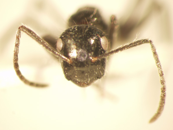 Camponotus 38 frontal