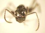 Camponotus 38 frontal