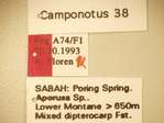 Camponotus 38 Label