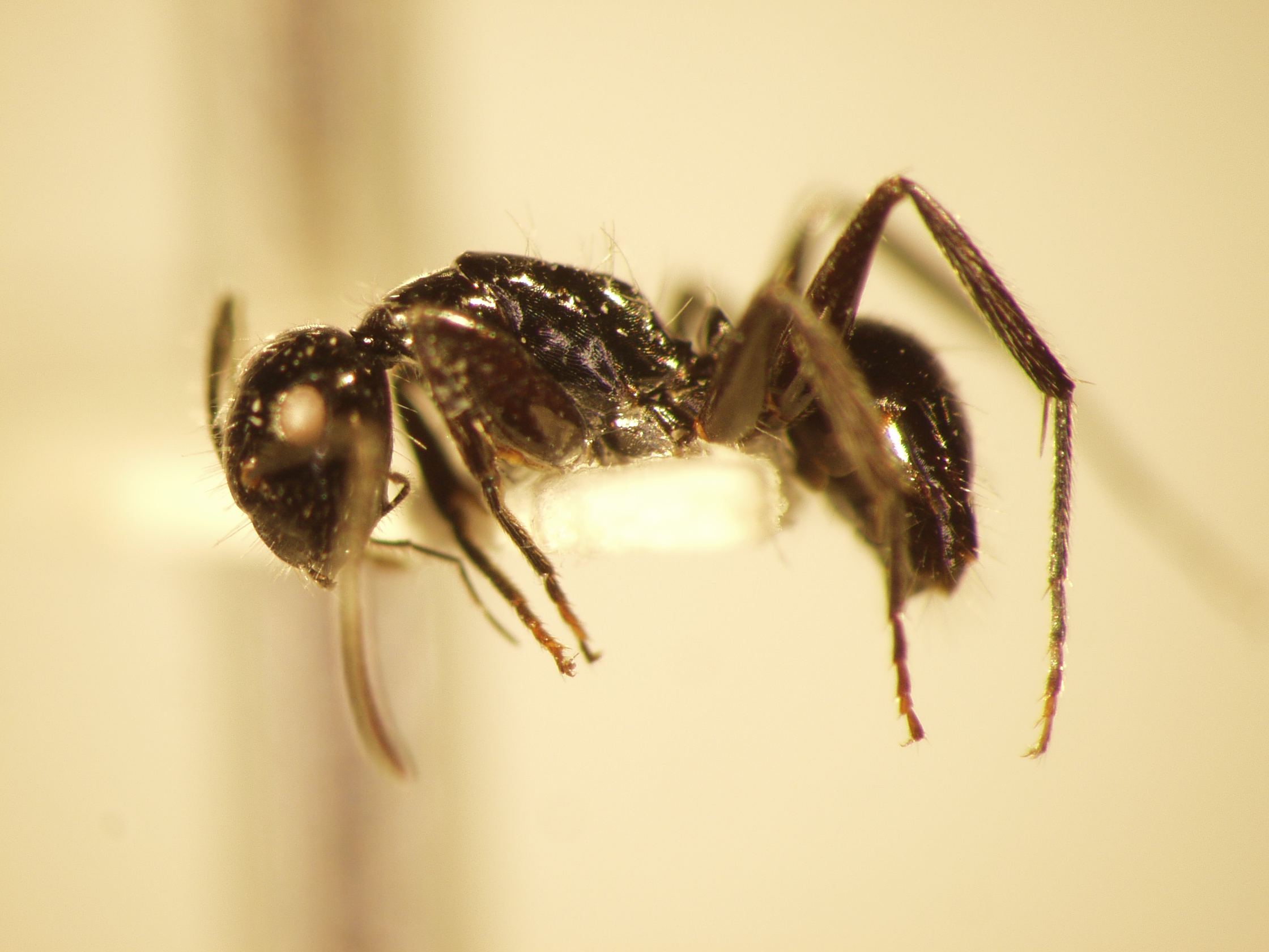 Camponotus 38 lateral