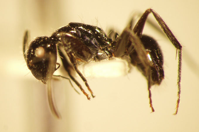 Camponotus 38 lateral