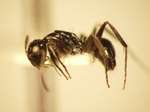 Camponotus 38 lateral