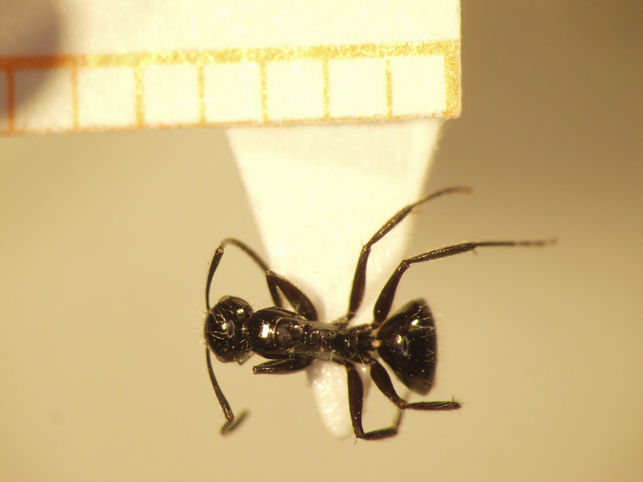 Camponotus 38 dorsal