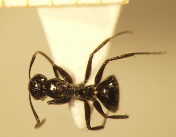Camponotus 38 dorsal