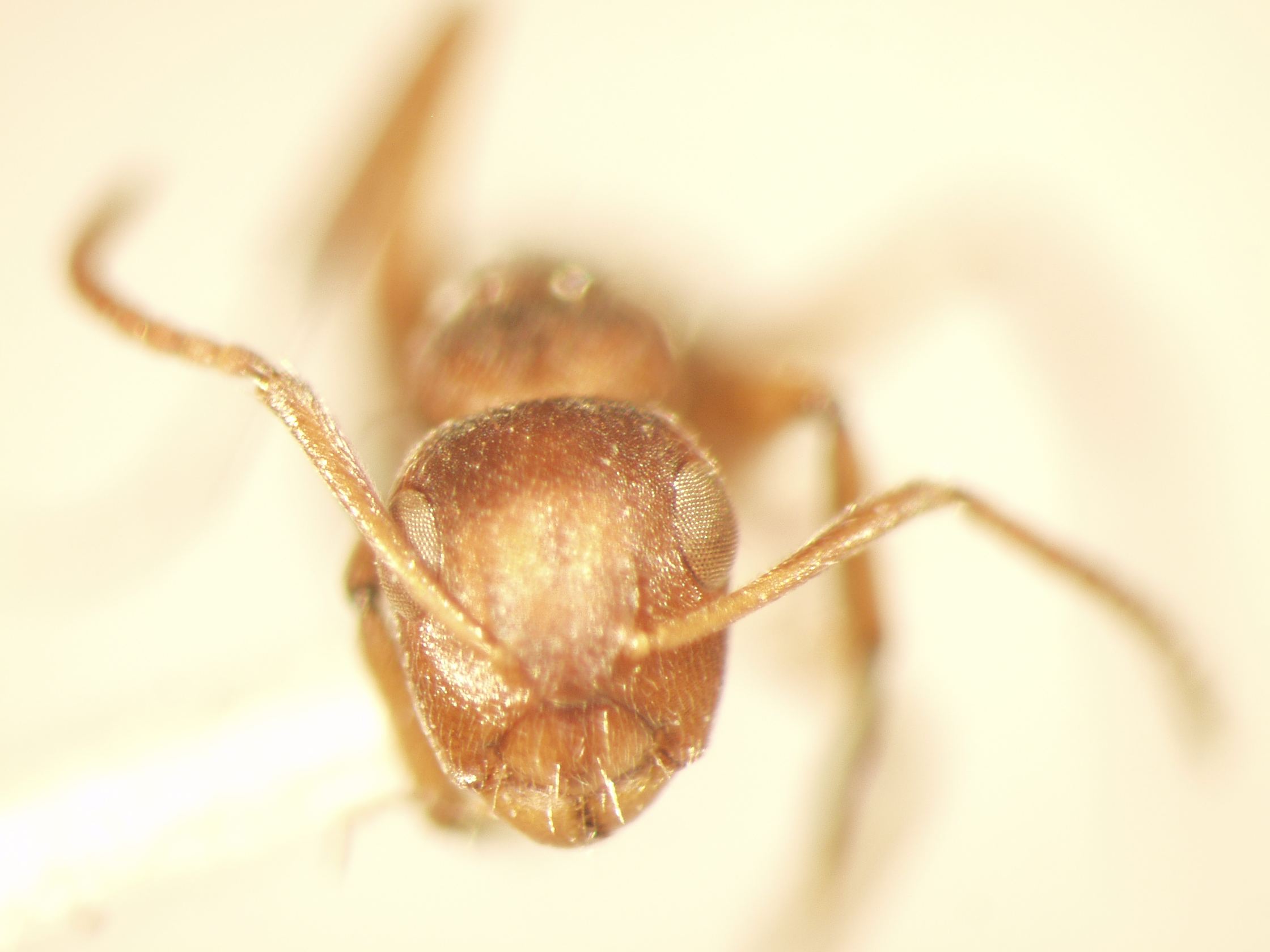 Camponotus 39 frontal