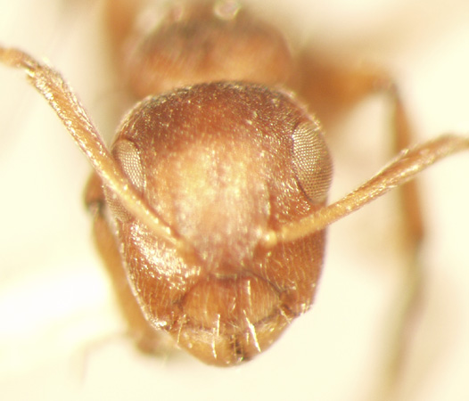 Camponotus 39 frontal