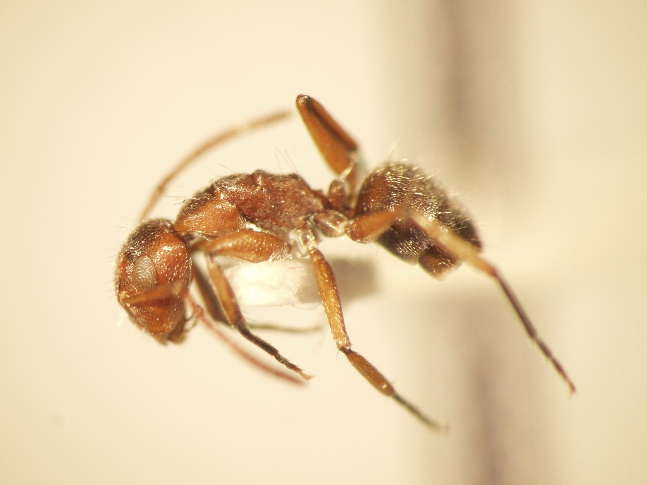 Camponotus 39 lateral
