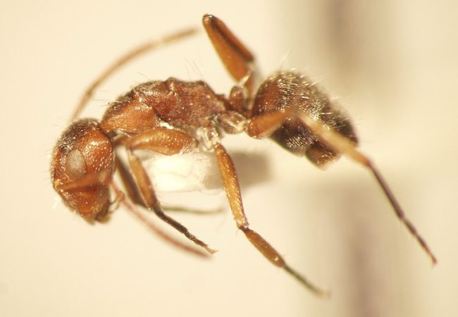Camponotus 39 lateral