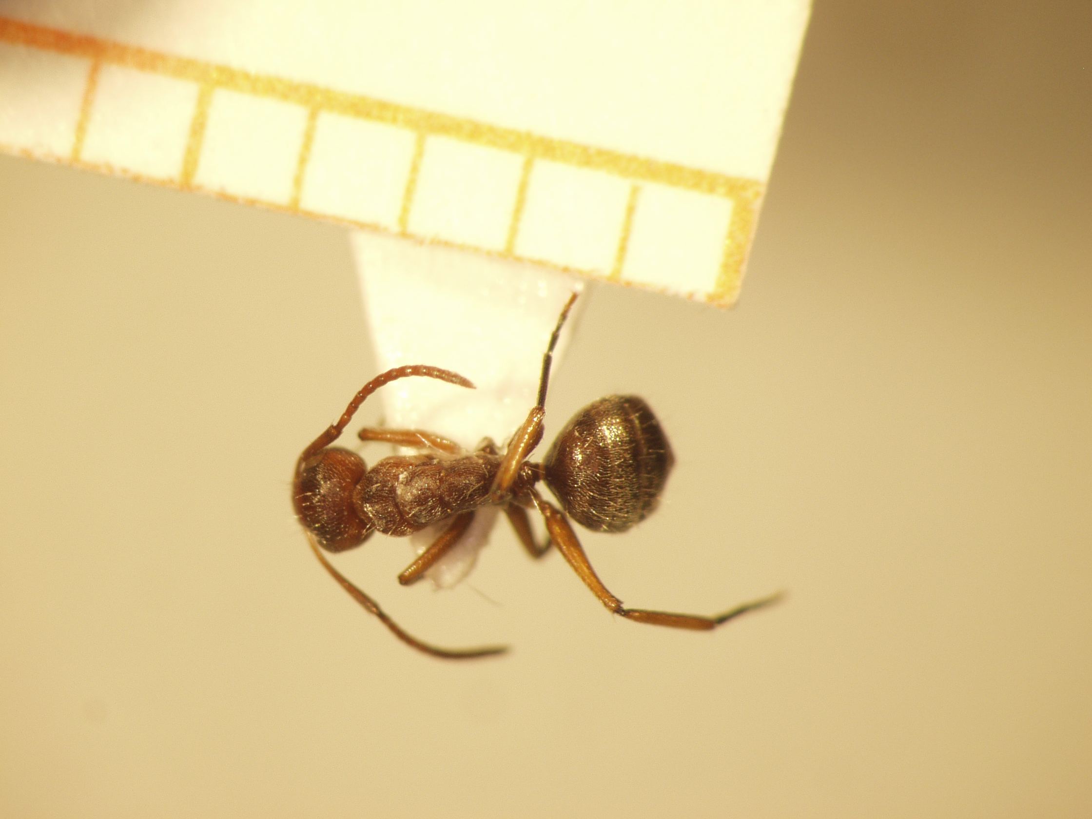 Camponotus 39 dorsal