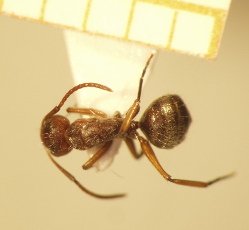 Camponotus 39 dorsal