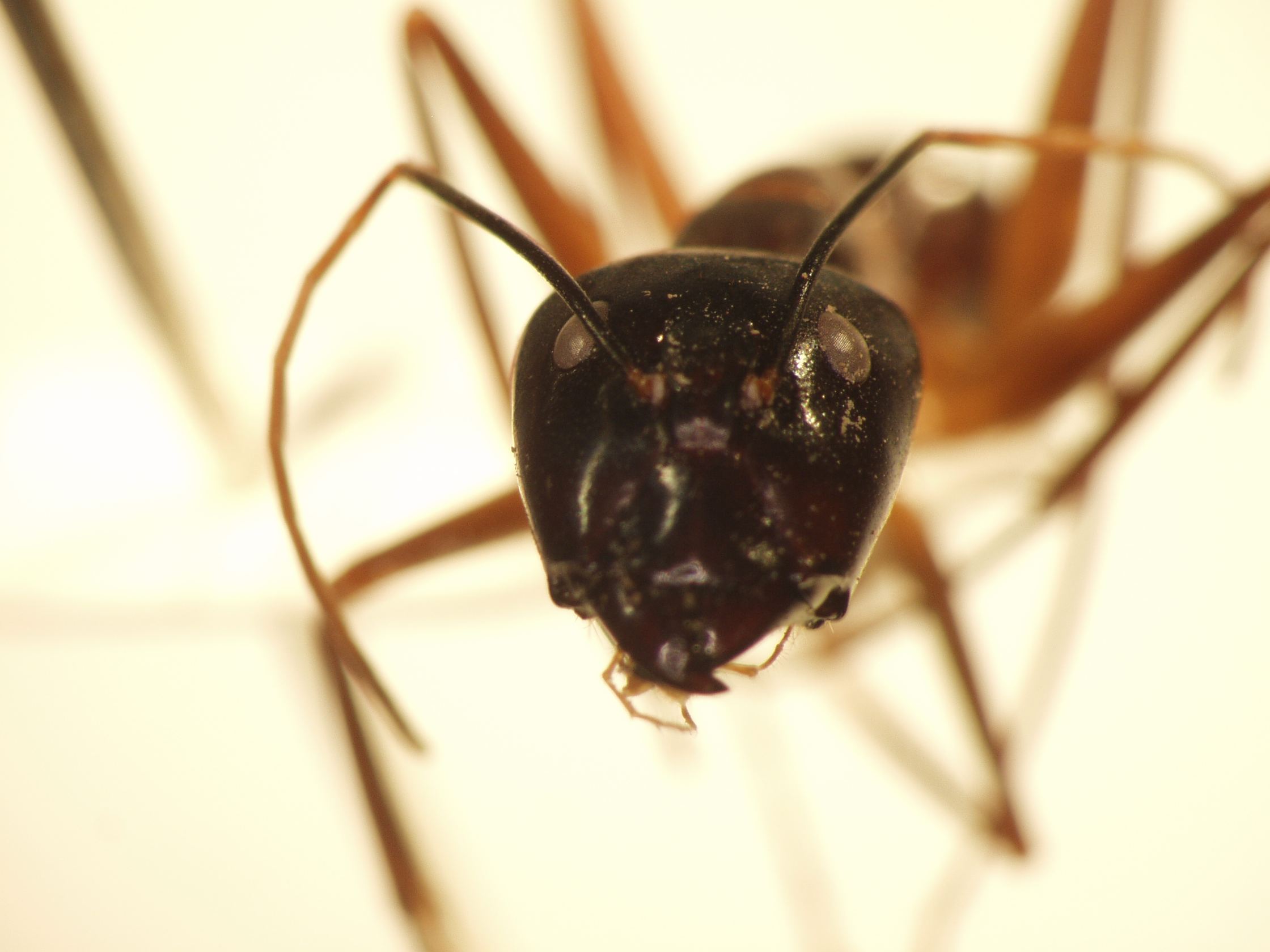 Camponotus 4 frontal