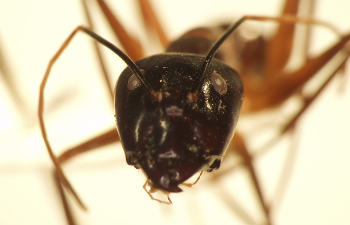 Camponotus 4 frontal