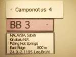 Camponotus 4 Label