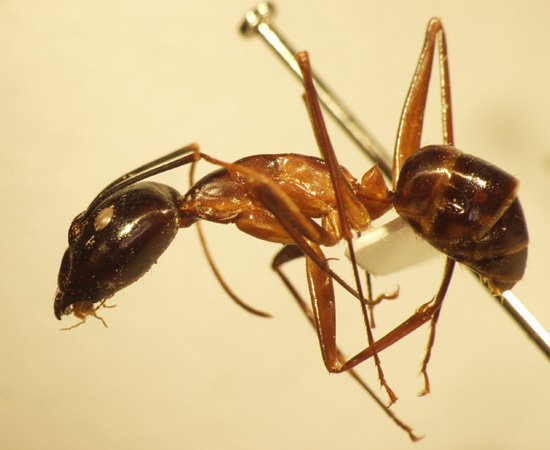 Camponotus 4 lateral