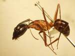 Camponotus 4 lateral