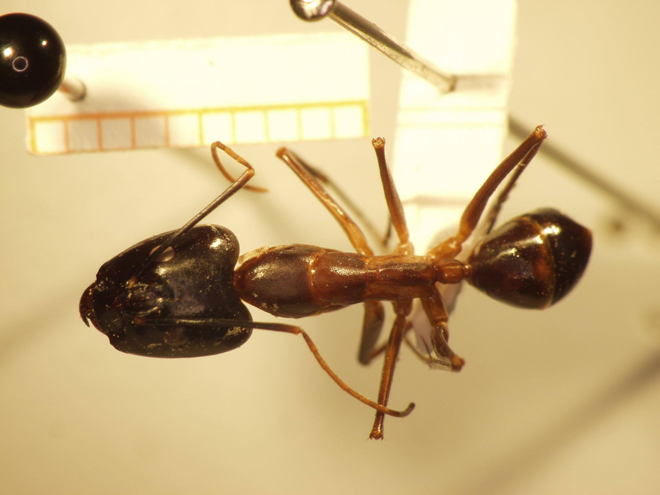 Camponotus 4 dorsal