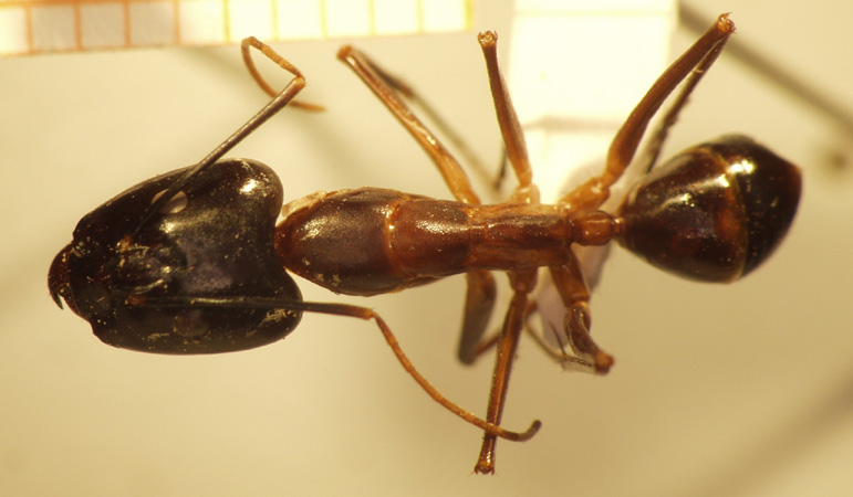 Camponotus 4 dorsal