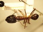 Camponotus 4 dorsal
