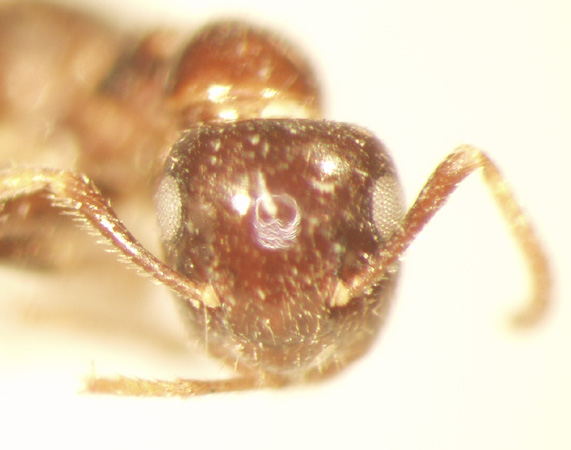 Camponotus 40 frontal