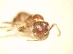 Camponotus 40 frontal