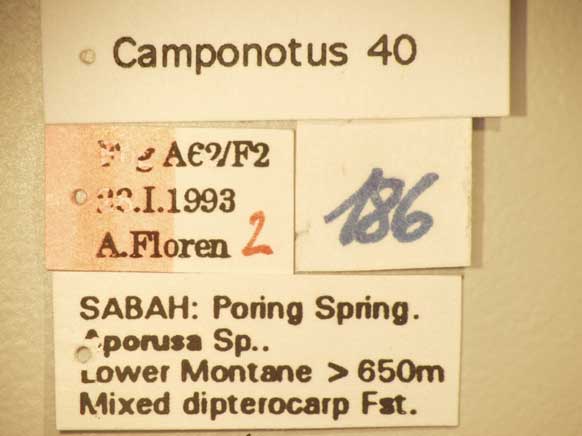 Camponotus 40 Label