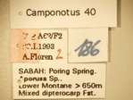 Camponotus 40 Label