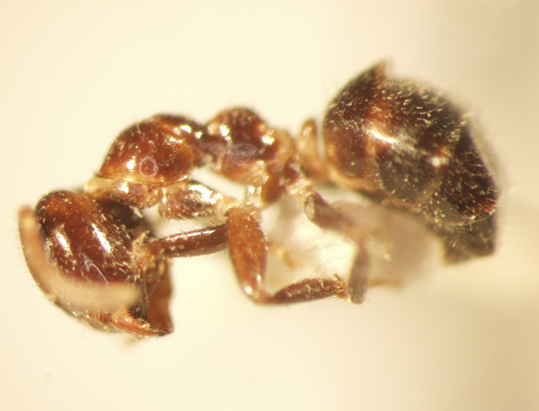 Camponotus 40 lateral