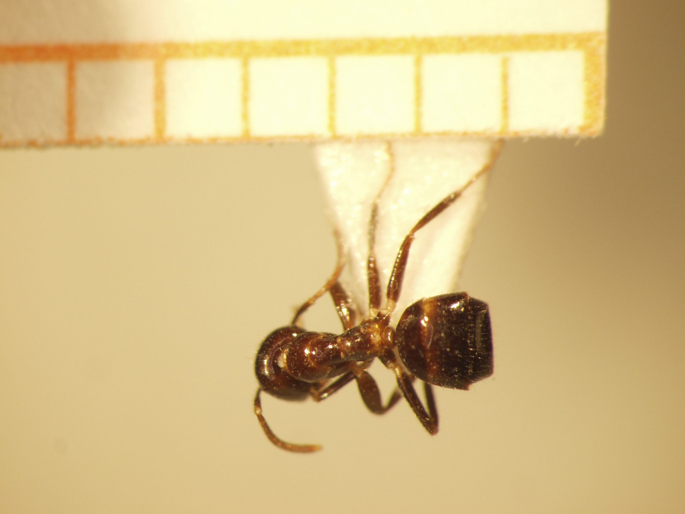 Camponotus 40 dorsal