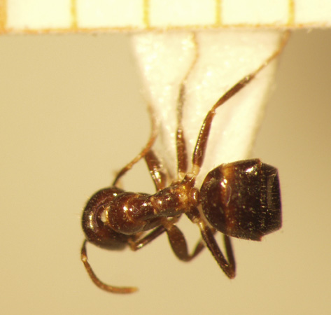 Camponotus 40 dorsal