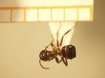 Camponotus 40 dorsal