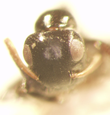 Camponotus 41 frontal