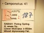 Camponotus 41 Label