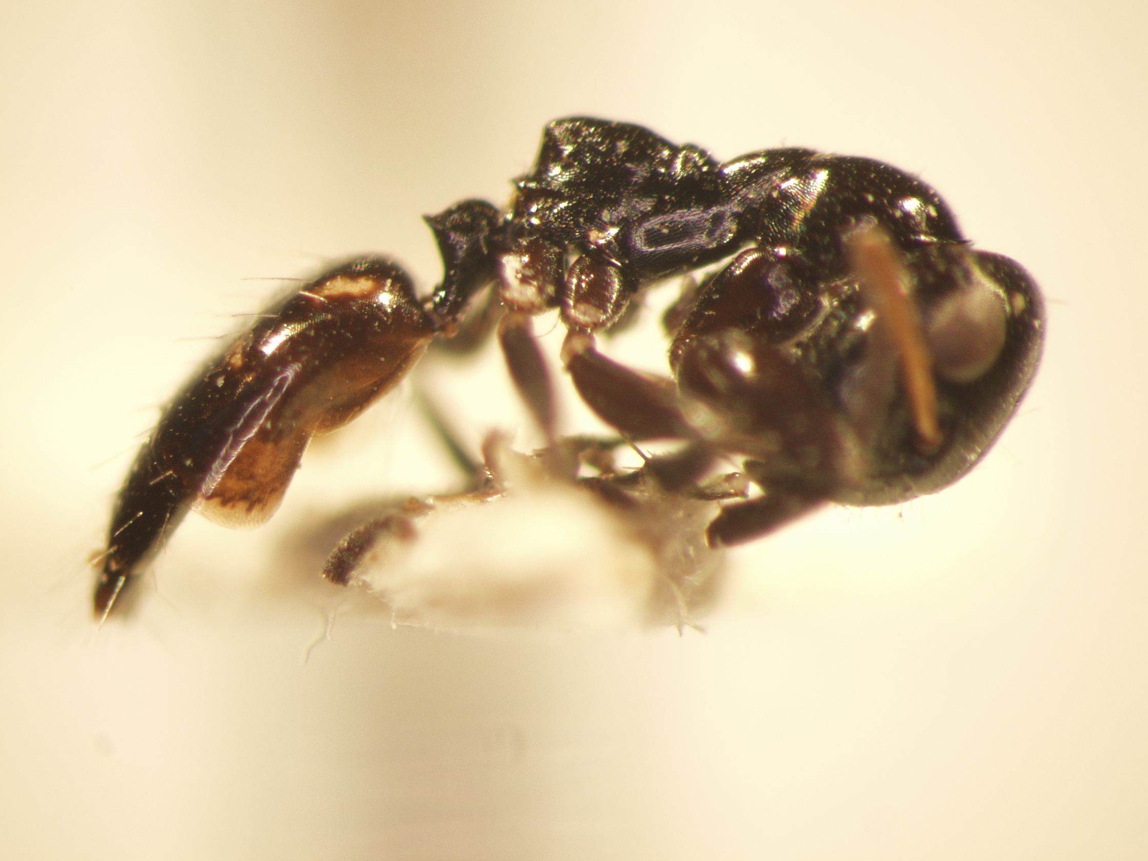 Camponotus 41 lateral