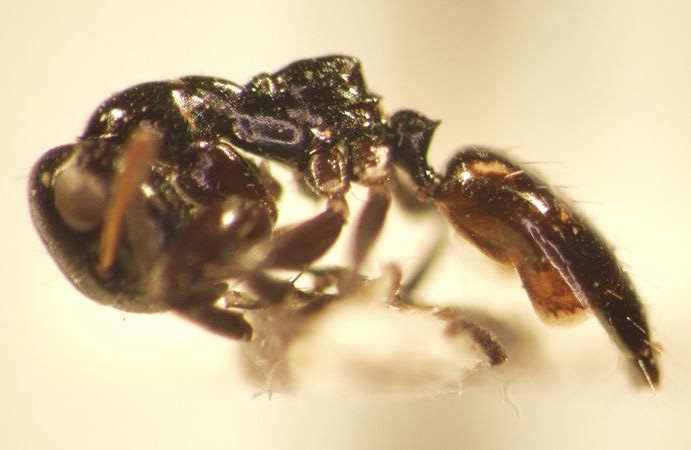 Camponotus 41 lateral