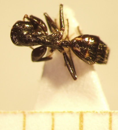 Camponotus 41 dorsal