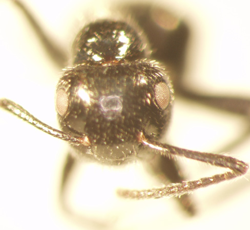 Camponotus 42 frontal