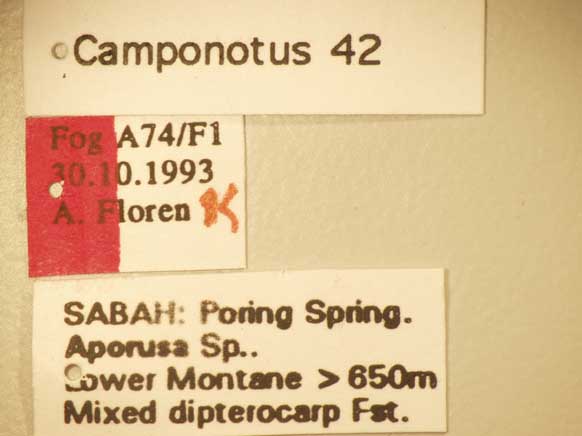 Camponotus 42 Label