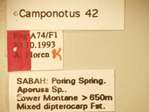 Camponotus 42 Label