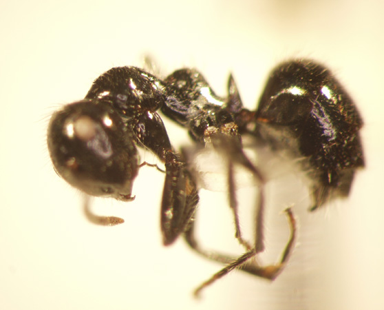 Camponotus 42 lateral
