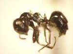 Camponotus 42 lateral