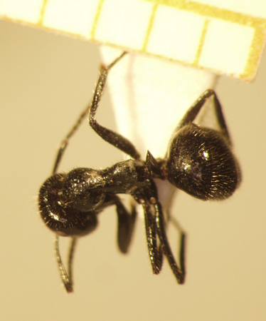 Camponotus 42 dorsal