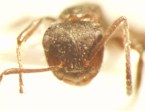 Camponotus 43 frontal