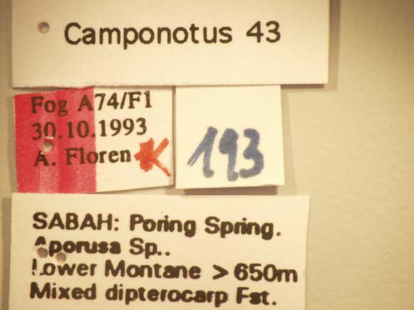 Camponotus 43 Label